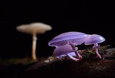 Πεζοπόροι βγήκαν για μανιτάρια και δήλωσαν κατά λάθος τον θάνατο συντρόφου τους