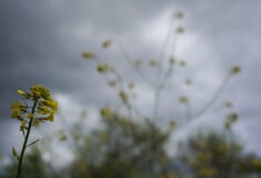 Καιρός: Συννεφιά και τοπικές μπόρες - Πέφτει η θερμοκρασία
