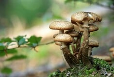 Αυστραλία: Δηλητηρίασε τα πρώην πεθερικά της με άγρια μανιτάρια