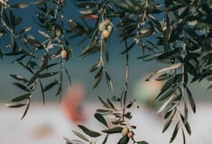 National Geographic για το «υγρό χρυσάφι» της Ελλάδας: Από την Ιερή Ελιά στη σύγχρονη συγκομιδή