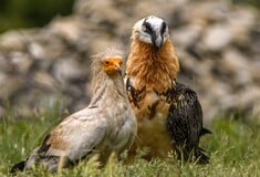 ΔΗΛΗΤΗΡΙΑΣΗ ΑΓΡΙΑ ΖΩΗ ΕΛΛΑΔΑ