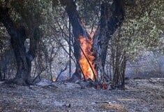 Λέκκας: Στην Αττική έχει χαθεί το 70% του δασικού ιστού από φωτιά - Να μην χάσουμε ούτε ένα δέντρο