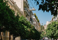 Σφήκες από την Ιαπωνία και το Βιετνάμ σώζουν τις νεραντζιές της Αθήνας ή Νεραντζιές: Γιατί κινδυνεύει το άρωμα της Αθήνας;