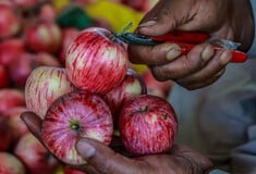 Ινδοί επιστήμονες στο «κυνήγι» της αναζήτησης για το τέλειο μήλο
