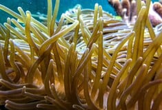 Χανιά: Ραγδαία αύξηση στα περιστατικά με τσιμπήματα από θαλάσσια ανεμώνη
