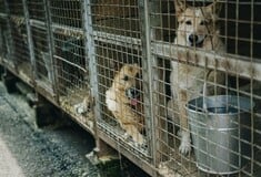 Αγία Παρασκευή: Εντοπίστηκαν δεκάδες ζώα σε κλουβιά - Δύο συλλήψεις για παράνομο εμπόριο