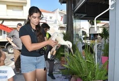 Μυτιλήνη: Τοποθέτηση δακτυλίων στα πόδια των νεοσσών λευκοπελαργών στις φωλιές της Λέσβου	