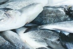 ΕΦΕΤ: Ανακαλείται συσκευασμένο ψάρι λόγω υδραργύρου