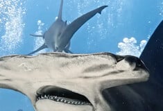 Ο μεγαλύτερος σφυροκέφαλος καρχαρίας καταγράφηκε σε βίντεο στις Μπαχάμες