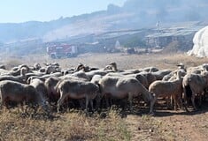 Νέοι αποκαλυπτικοί διάλογοι για τον ΟΠΕΚΕΠΕ: Αναφορές σε υπουργούς, «ταρίφες» και χειραγώγηση ελέγχων