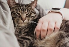 DNA σε κατοικίδια: Τι ισχύει τελικά, πόσο είναι το πρόστιμο