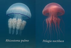 Γαλάζιες μέδουσες στις ελληνικές θάλασσες: Τι είναι, πότε εμφανίζονται και πώς τις ξεχωρίζουμε από τις μωβ