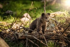 Καστοριά: Άγνωστος πυροβόλησε και σκότωσε αρκουδάκι 6 μηνών 