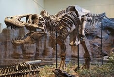 Αρχαίες πρωτεΐνες 29 εκατομμυρίων ετών αλλάζουν όσα ξέραμε για την εξέλιξη των ειδών