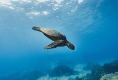 Ακόμη μία νεκρή θαλάσσια χελώνα στην Καλαμαριά: «Προκαλεί έντονο προβληματισμό» λέει η δήμαρχος
