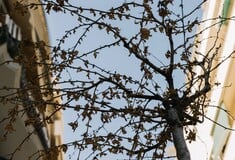 Απάντηση του Δήμου Αθηναίων στο άρθρο της LiFO για τα ξερά δέντρα