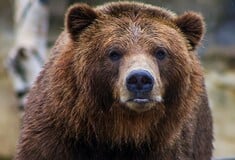 Καλαμπάκα: Αρκούδα επιτέθηκε και τραυμάτισε 44χρονο που είχε βγει για βόλτα