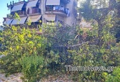 Πλάτανος έπεσε σε πλατεία, δίπλα σε παιδική χαρά