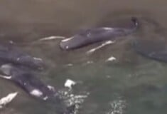 Ιαπωνία: Φάλαινες ξεβράστηκαν στις ακτές μετά τον σεισμό και το τσουνάμι