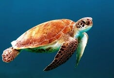 ΑΡΧΕΛΩΝ: Γιατί δεν πρέπει να ταΐζουμε τις θαλασσιες χελώνες