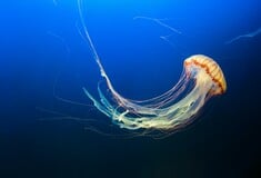 Εισβολή μεδουσών στις θάλασσες του Ηνωμένου Βασιλείο λόγω υψηλών θερμοκρασιών