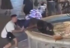ΡΟΔΟΣ ΑΣΤΕΓΟΣ ΣΙΝΤΡΙΒΑΝΙ