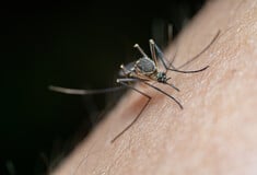Συναγερμός στην Κίνα για έξαρση του ιού τσικουνγκούνια: Πάνω από 7.000 κρούσματα και αυστηρά μέτρα αλά Covid-19