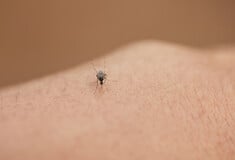 Ιός τσικουνγκούνια: Ποια είναι τα συμπτώματα που μπορεί να διαρκέσουν χρόνια