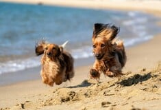 Μπορείς να πάρεις το σκύλο σου στην παραλία; Τι προβλέπει ο νόμος 