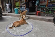 Το Νέο Δελχί απομακρύνει όλα τα αδέσποτα σκυλιά από τους δρόμους του μετά από δικαστική εντολή