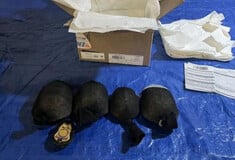ΗΠΑ: Κινέζος ομολόγησε ότι έσειλε 850 προστατευμένες χελώνες στην Κίνα κρυμμένες σε κάλτσες