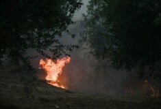 Φωτιά τώρα στην Ηλεία: Μήνυμα του 112 