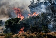 Τύρναβος: Μεγάλη επιχείρηση για την κατάσβεση της φωτιάς - Καίει σε δύσβατο σημείο
