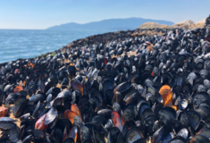 Καύσωνες και μαζικοί θάνατοι ζώων: Η κλιματική κρίση απειλεί την άγρια ζωή