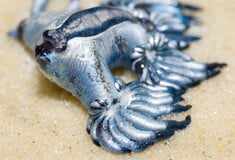 Glaucus Atlanticus: Συναγερμός για τον δηλητηριώδη γαλάζιο «δράκο» της Μεσογείου - Κλείνει παραλίες η Ισπανία