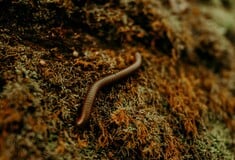 ΗΠΑ: Ανιχνεύτηκε κρούσμα παρασίτου “screwworm” σε άνθρωπο 