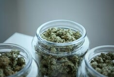 Έρευνα: Προϊόντα με υψηλή περιεκτικότητα κάνναβης συνδέονται με κίνδυνο ψύχωσης, σχιζοφρένειας και εθισμού