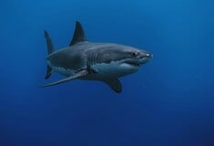 Καρχαρίες χωρίς δόντια; Η οξίνιση των ωκεανών απειλεί τους θηρευτές των ωκεανών