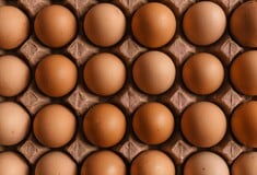 Ουσίες σε ελληνικά αυγά: Πιο ασφαλή εκείνα από «το κοτέτσι της γειτόνισσας» ή του εμπορίου;