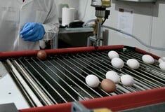 Ουσίες σε αυγά: Πιο ασφαλή εκείνα από «το κοτέτσι της γειτόνισσας» ή από το εμπόριο;