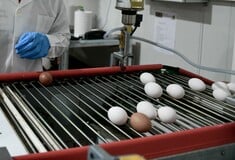 Ουσίες σε αυγά: Πιο ασφαλή εκείνα από «το κοτέτσι της γειτόνισσας» ή από το εμπόριο;