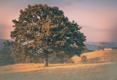 Πώς μια βελανιδιά ηλικίας 800 ετών, μπορεί να βοηθήσει στη διάσωση των δασών