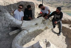 Σπάνια απολιθώματα στην Καισάρεια: Κρανία ελεφάντων 7,7 εκατ. ετών σε άριστη κατάσταση