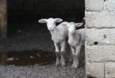 Σχέδιο «δέκα ημερών» για την αναχαίτιση της ευλογιάς στα αιγοπρόβατα 