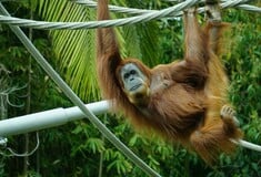 «Monkey barring»: Η νέα τάση στο dating που προβληματίζει τη Gen Z