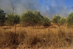 Αργολίδα: Σε ύφεση η φωτιά που ξέσπασε στην περιοχή Κουνούπι