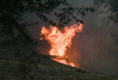 Φωτιά στην Αργολίδα: Μήνυμα του 112 για εκκένωση 