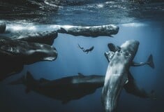 Ocean Photographer of the Year 2025