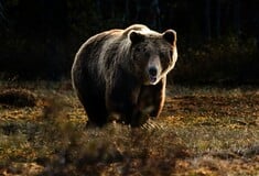 Ιωάννινα: Αρκούδα επιτέθηκε σε ηλικιωμένο - Τον άκουσαν να φωνάζει οι συγχωριανοί του