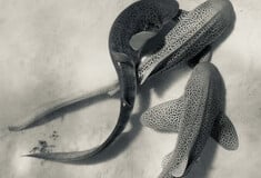 Για πρώτη φορά καταγράφηκε ζευγάρωμα καρχαριών ενός απειλούμενου είδους και μάλιστα σε τρίο